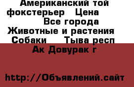 Американский той фокстерьер › Цена ­ 25 000 - Все города Животные и растения » Собаки   . Тыва респ.,Ак-Довурак г.
